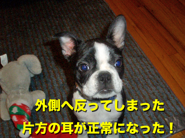 外側へ反ってしまった 片方の耳が正常になった！ 