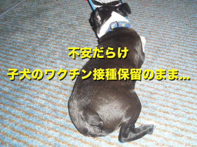 不安だらけ子犬のワクチン接種保留のまま.... 