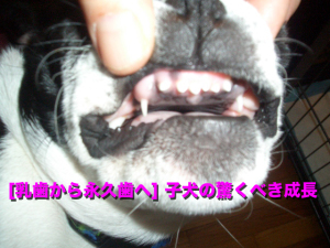 [乳歯から永久歯] 子犬の驚くべき成長 