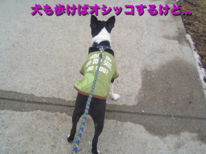 犬も歩けばオシッコするけど...