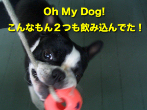 Oh My Dog! こんなもん2つも飲み込んでた! Oh My Dog! こんなもん2つも飲み込んでた!