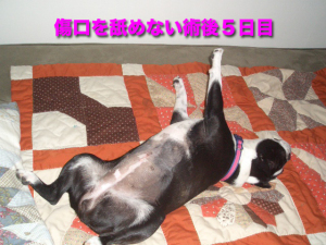 傷口を舐めない術後５日目 