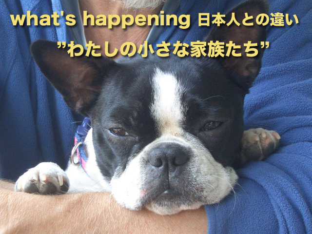 what's happening 日本人との違い”わたしの小さな家族たち” 