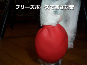 フリーズポーズで寒さ対策 フリーズポーズで寒さ対策