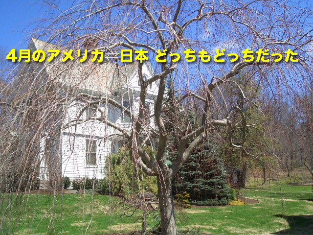  4月のアメリカ⇄日本 どっちもどっちだった