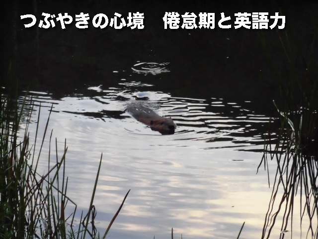 つぶやきの心境　倦怠期と英語力