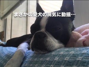 まさかの愛犬の病気に動揺…