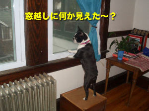 窓越しに何か見えた〜？