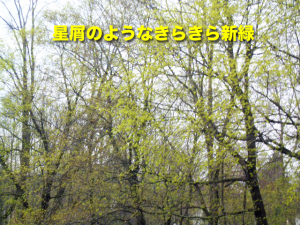 星屑のようなきらきら新緑