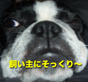 飼い主にそっくり〜