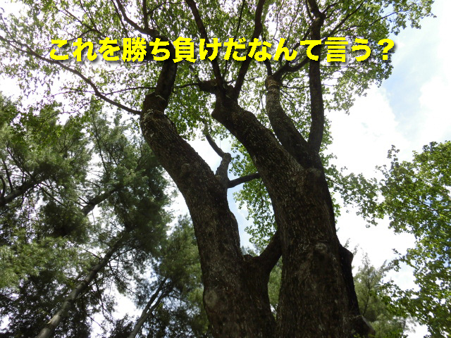 これを勝ち負けだなんて言う？